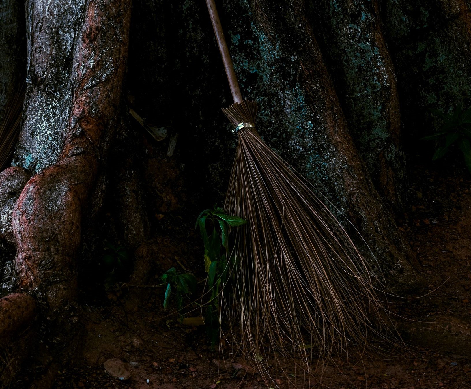 Witch's broom.